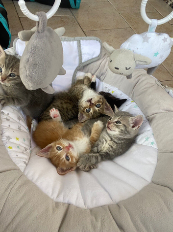 Adorable kittens