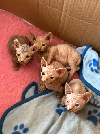 Sphynx kittens