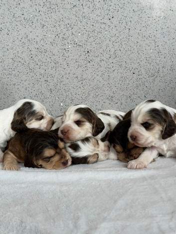 STUNNING SHOW COCKER SPANIEL PUPPIES