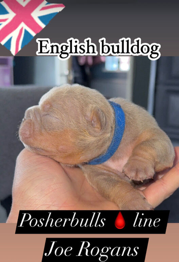 English bulldog puppies