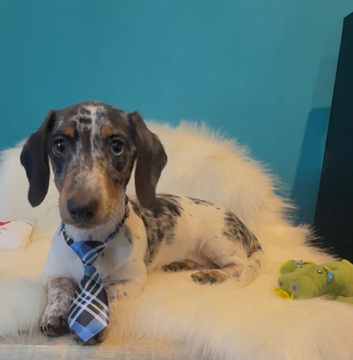 Registered miniature dachshund