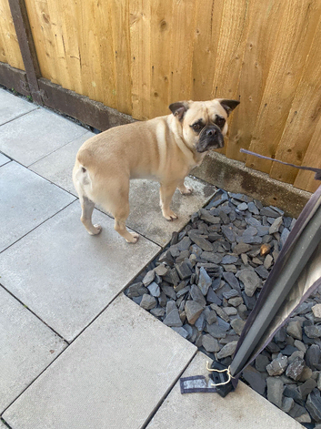 3 year old French bull dog