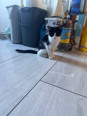 Little female kitten looking for her forever home
