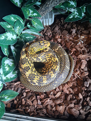2024 Female King Rat snake