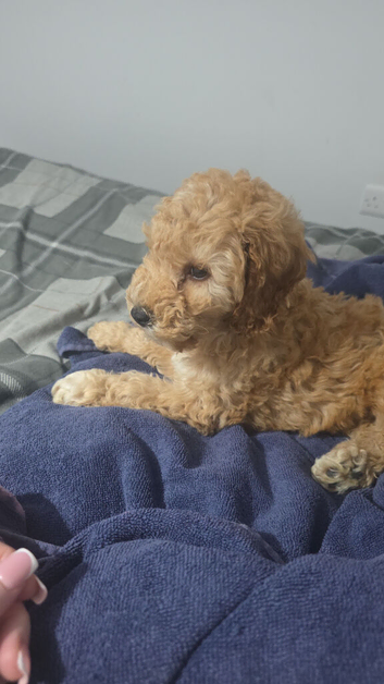 Male cockerpoo puppy