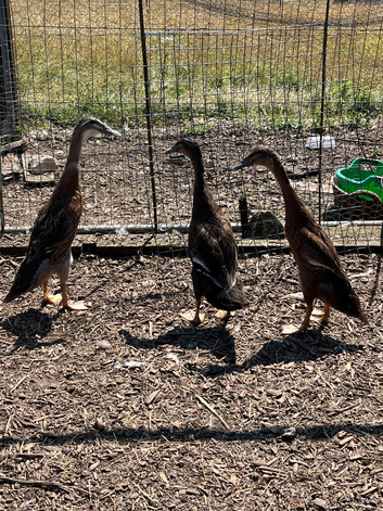 Male Runner ducks