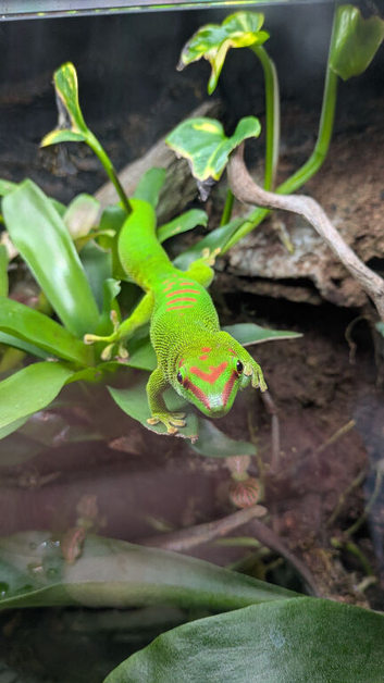 2 giant Madagascar day geckos for sale