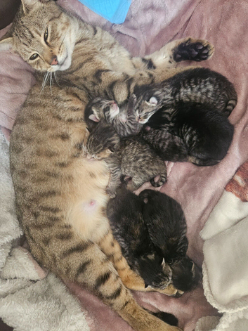 7 beautiful tabby kittens