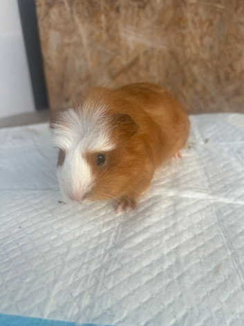 Guineapigs