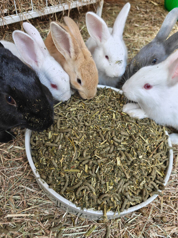 Baby Rabbits Ready for Their Forever Homes