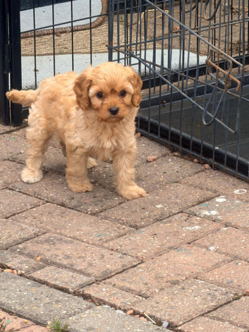 Beautiful Cavapoo puppies
