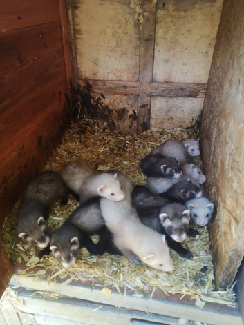 Ferrets