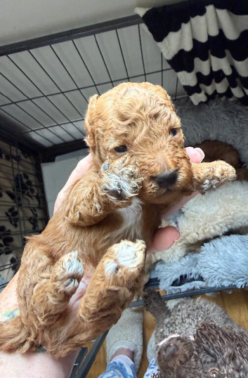 Poochon Puppies