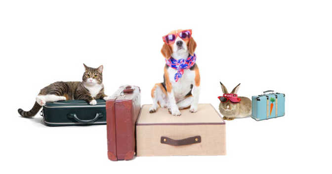 Pet holiday boarding / sitting or home cover