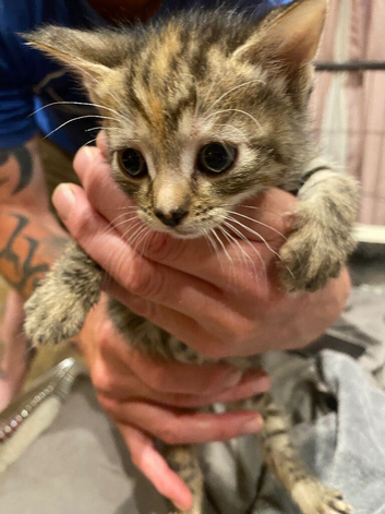 2  beautiful tabby kittens left for sale