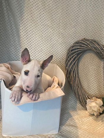 KC Registered English Bull Terrier Female &ndash; Ready Now