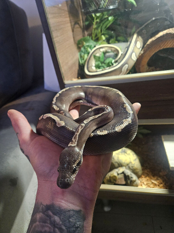 6 ball pythons and 1 carpet python looking for new homes
