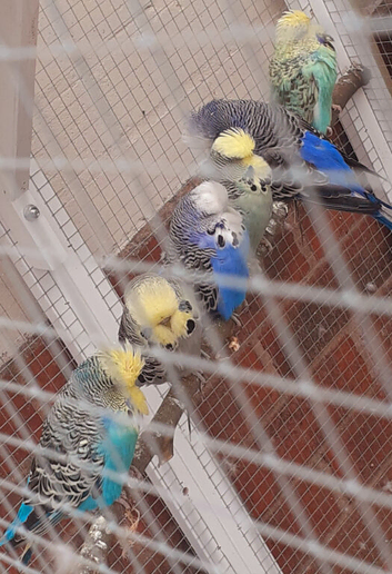 Adult budgies show type blue turquoise opaline