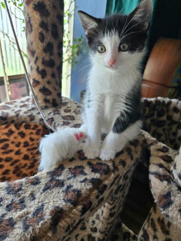 Kittens looking for furever home