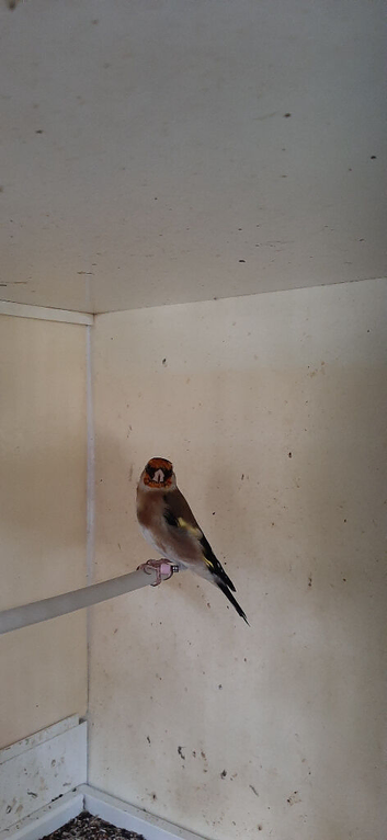 12 Goldfinch