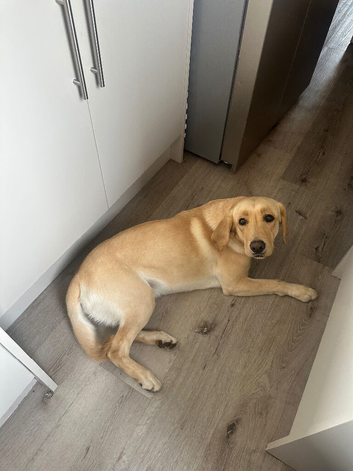 Labrador for sale