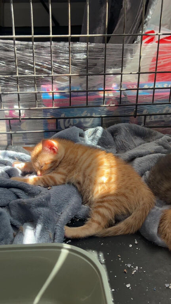 Ginger female