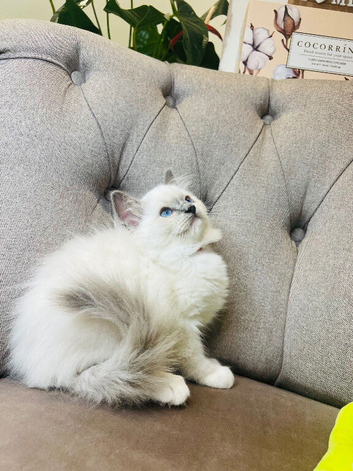 Ragdoll kittens - pure breed- ready to go!!!