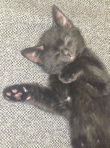 5 beautiful black kittens 81\2 weeks old ready for new homes now