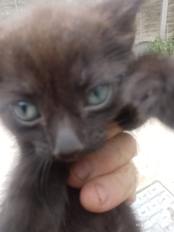 Kittens