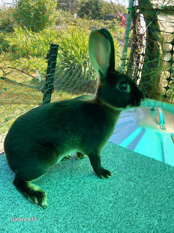 Rex rabbits for sale