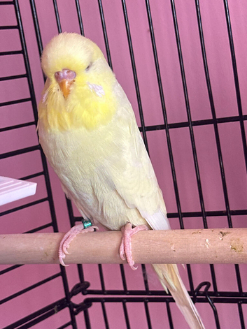 Bonded pair of budgies for sell