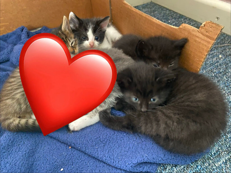 8 week old male kittens ready now