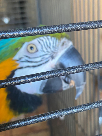 Beautiful pair macaws