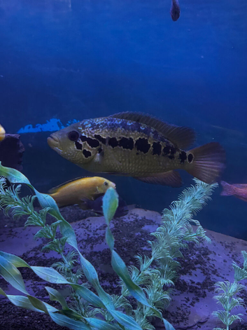 American cichlid