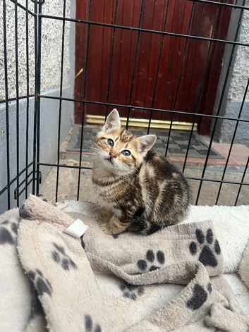 Tabby kittens for sale
