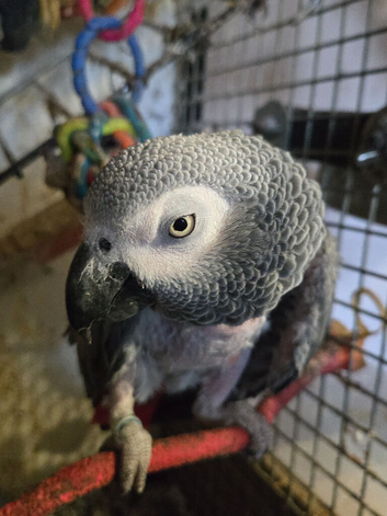 Great talking African Grey with a huge personality needs a new home through no fault of her own.