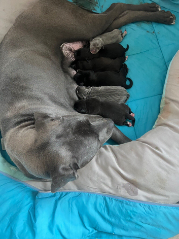 Cane corso puppies