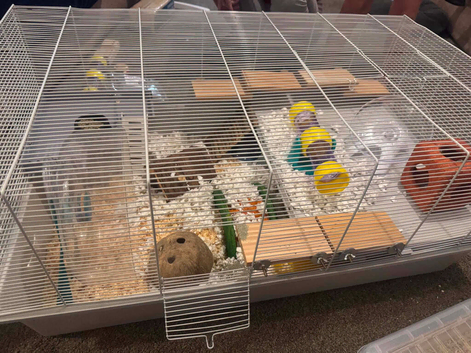 Female hamster