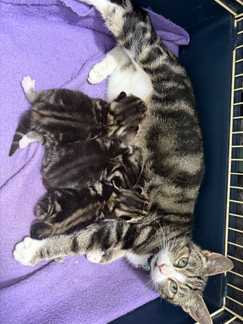 Mixed breed tabby kittens