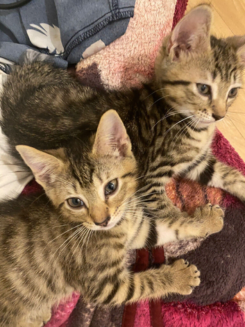 2 Baby Kittens in Hounslow