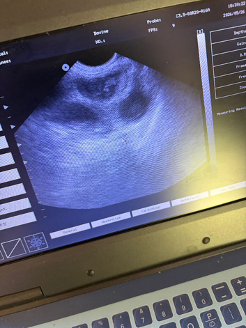 Ultrasound dogs & cats