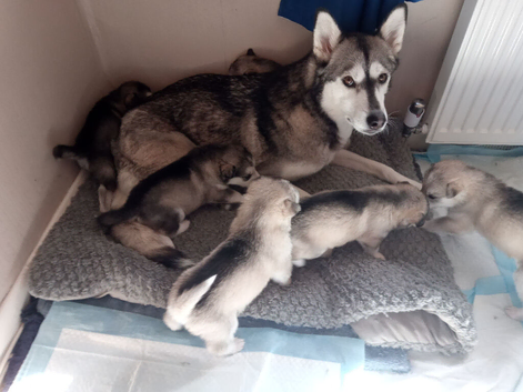 Siberian huskie puppies s for sale