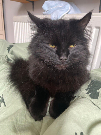 missing cat