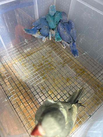Violet ring neck chicks tamed