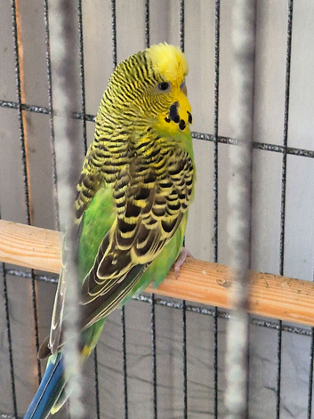 2 male budgies for sale