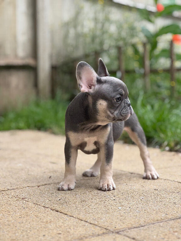 HEALTH CLEAR KC French Bulldog Puppies Lilac, Black Tan, Fawn