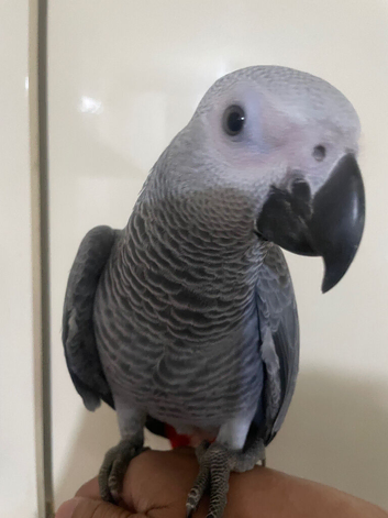 Super tame baby African grey set up