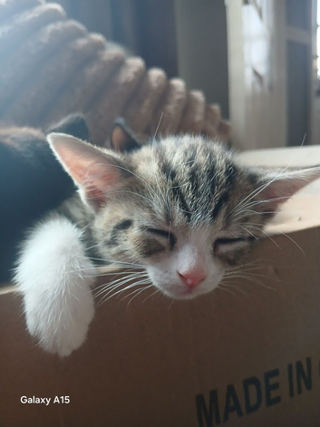 Kittens