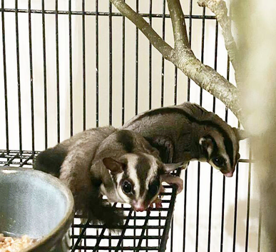 Bonded Pair of Grey Sugar Gliders (Male Neutered & Female, ~12 Months) &ndash; Hertfordshire