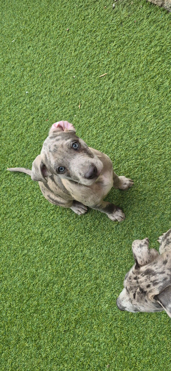 5 beautiful puppies